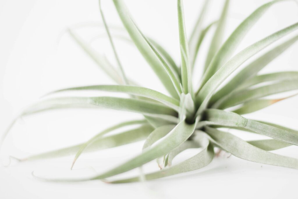Close up air plant against a white background