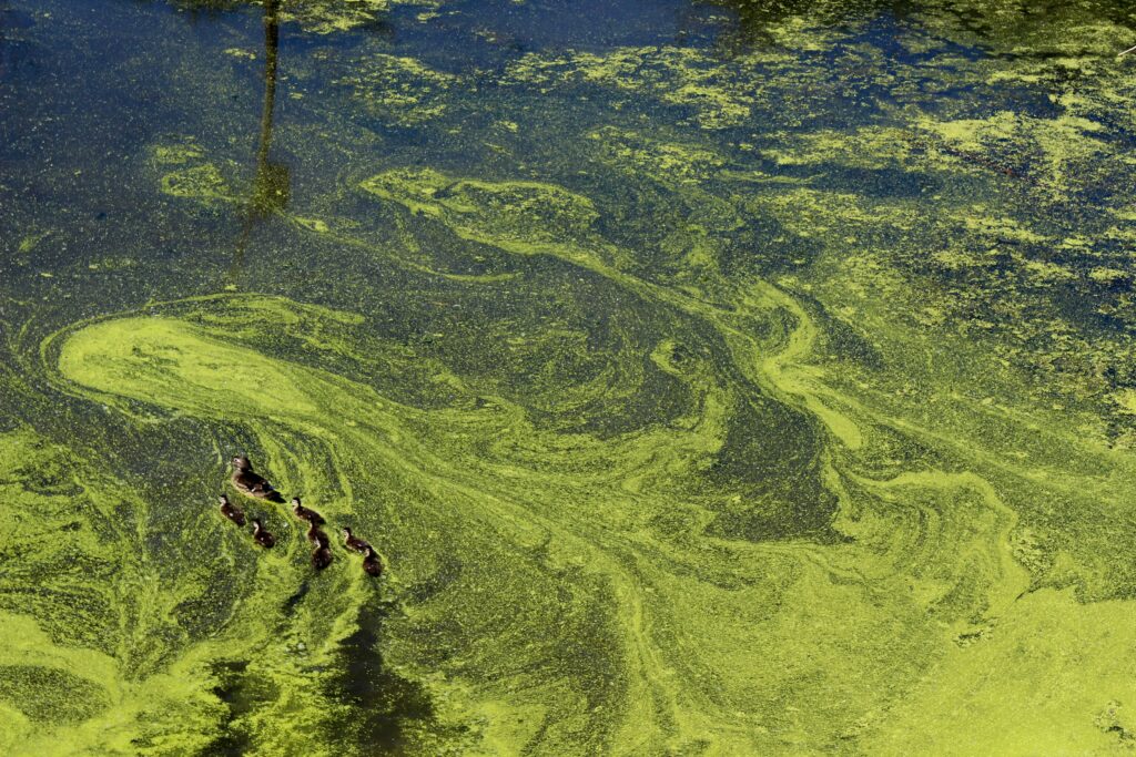 algal bloom turning a body of water green