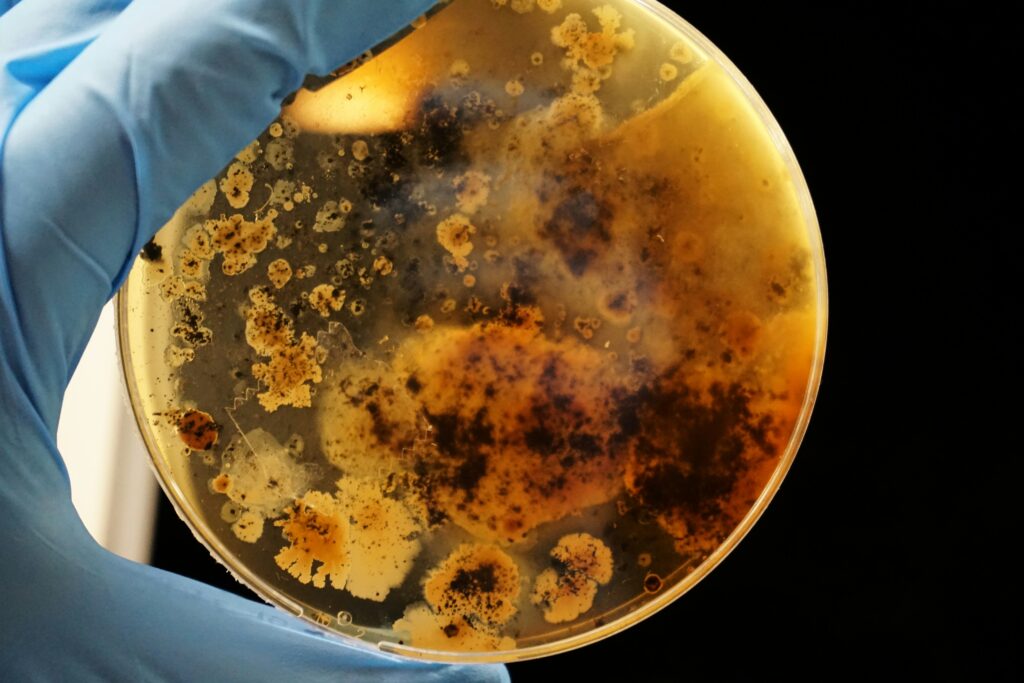Bacteria on a petri dish