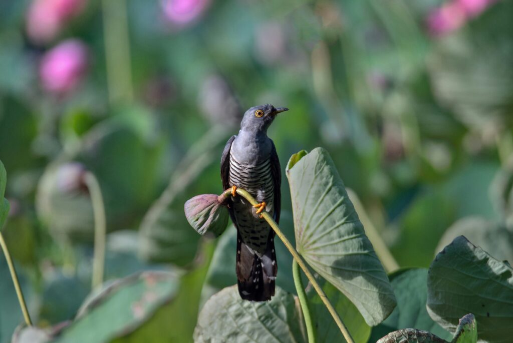 Cuckoo sitting atop a lotus flower stem