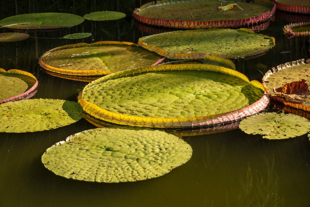 Victoria Amazonica pads with huge walled leaves 