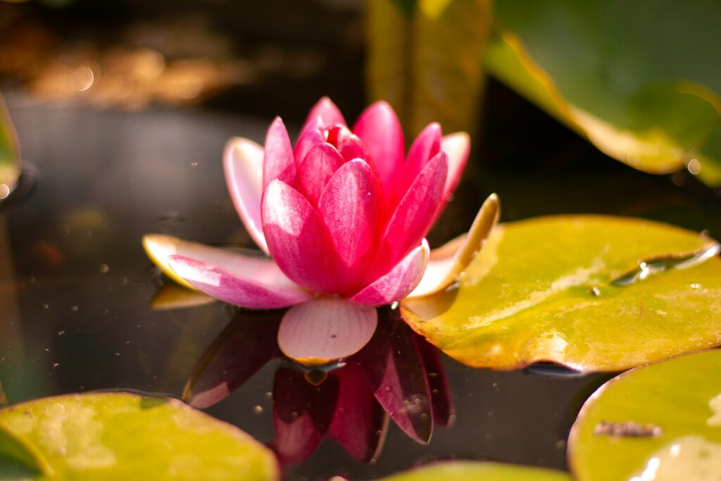 Gorgeous pink lily flower sitting atop a pond 