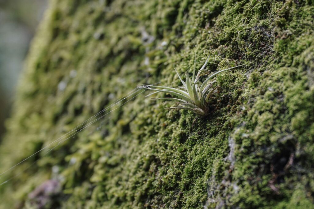 mini air plant against a mossy rock wall