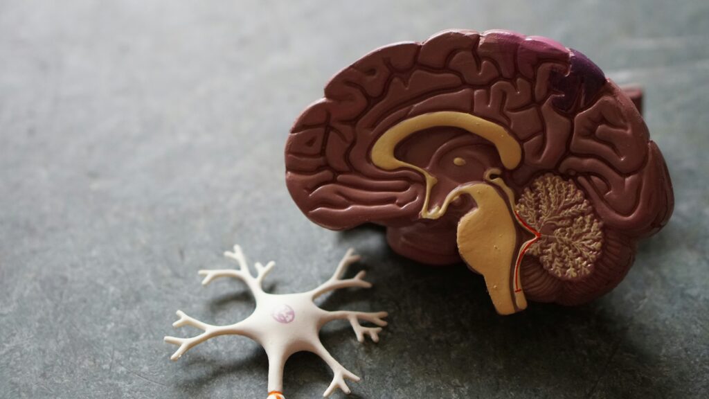 Brain and neuron plastic model