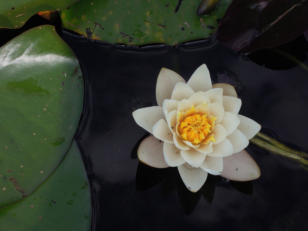 Flower from lily sitting on the top of a pond