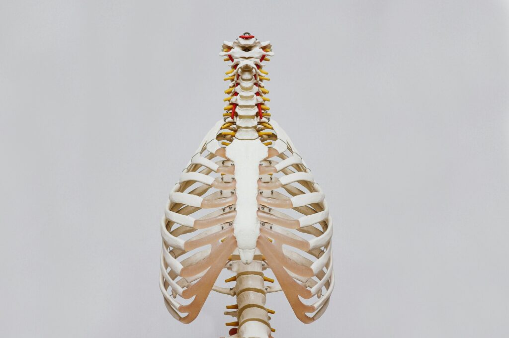 Rib cage of a skeletal model