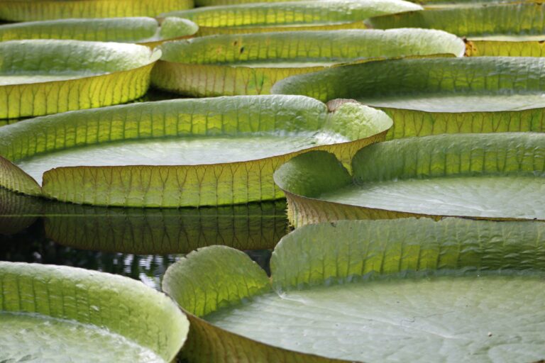 Huge water lily - Victoria Amazonica