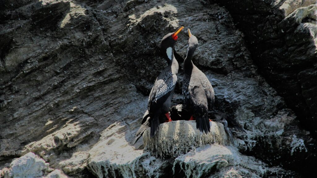 Pair of birds against a rock cliff 