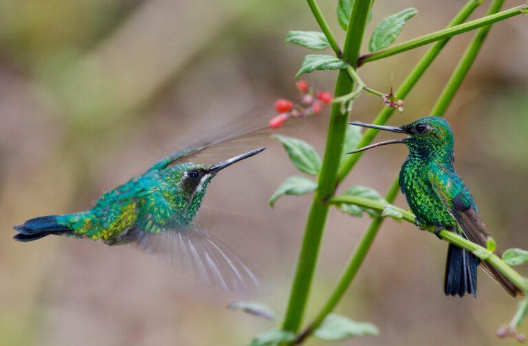 two hummingbirds mating